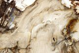 Polished Petrified Wood (Bald Cypress?) Slab - Washington #308391-1